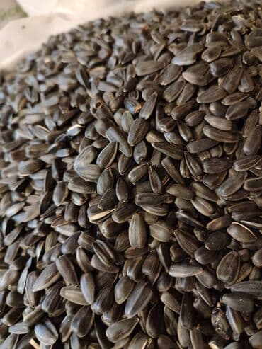 Ləpələr: Qovrulmuş və çiy,ağ və qara semiçkalar çəki ilə satılır. Sifariş lalafo.az -da — 2 Ləpələr: Qovrulmuş və çiy,ağ və qara semiçkalar çəki ilə satılır. Sifariş — 2