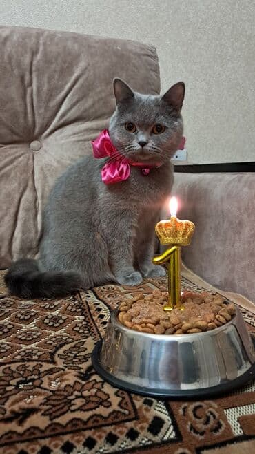 Britan, Dişi, Yaxşı əllərə, Ünvandan götürmə lalafo.az -da Britan, Dişi, Yaxşı əllərə, Ünvandan götürmə