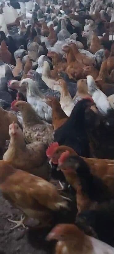 Toyuq, Yumurtalıq, Ünvandan götürmə, Ödənişli çatdırılma lalafo.az -da Toyuq, Yumurtalıq, Ünvandan götürmə, Ödənişli çatdırılma