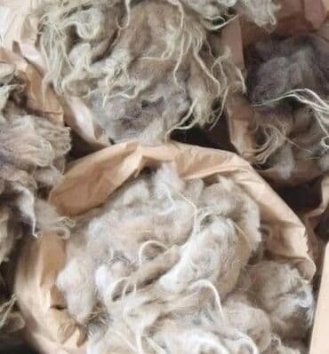 Qoyun yunu satılır.Çəkisi 800 kq.Hamısı bütöv şəkildə satılır.Real lalafo.az -da Qoyun yunu satılır.Çəkisi 800 kq.Hamısı bütöv şəkildə satılır.Real