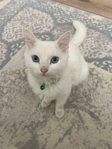 Ağ tüklü, mavi gözlü ev pişiyi - Tamamilə ağ, yumşaq və qalın kürk - lalafo.az -da Ağ tüklü, mavi gözlü ev pişiyi - Tamamilə ağ, yumşaq və qalın kürk -