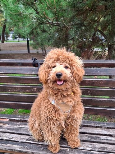 Pudel, 1 il, Erkek, Cütləşmə üçün lalafo.az -da Pudel, 1 il, Erkek, Cütləşmə üçün