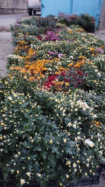 Müxtəlif rəngli Xrizantema payızgülü güllərinin topdan və pərakəndə lalafo.az -da Müxtəlif rəngli Xrizantema payızgülü güllərinin topdan və pərakəndə