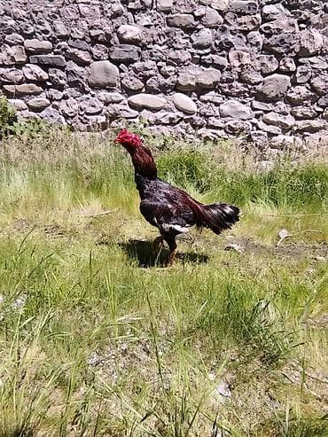Məhsul: Uzunboylu, atletik quruluşlu xoruz (oyun tipli) Satılır ünvan lalafo.az -da Məhsul: Uzunboylu, atletik quruluşlu xoruz (oyun tipli) Satılır ünvan
