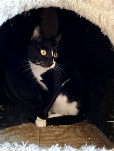 Dişi, Yaxşı əllərə, Ünvandan götürmə lalafo.az -da Dişi, Yaxşı əllərə, Ünvandan götürmə