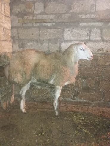 Erkək, il: 2, 100 kq, Ünvandan götürmə lalafo.az -da Erkək, il: 2, 100 kq, Ünvandan götürmə