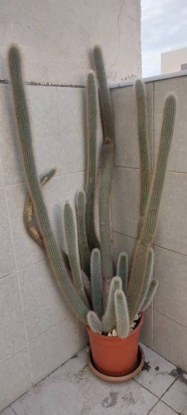 Другие растения: Kaktus, hündürlüyü 1,5 metrdən çoxdur, çiçək açandır, qırmızı uzunsov at lalafo.az — 3 Другие растения: Kaktus, hündürlüyü 1,5 metrdən çoxdur, çiçək açandır, qırmızı uzunsov — 3