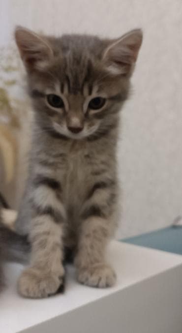 Zərif, tüklü balaca dişi və erkək pişik balası - Növ: atası 3 rəngli lalafo.az -da Zərif, tüklü balaca dişi və erkək pişik balası - Növ: atası 3 rəngli