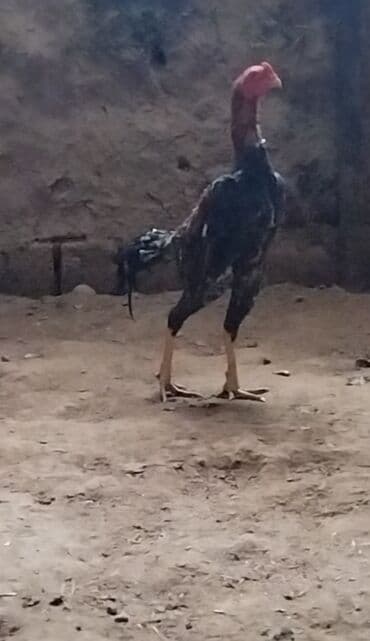 Xoruz, il: 1 lalafo.az -da Xoruz, il: 1