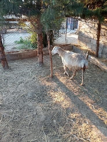 Qoyunlar – yerli quyruqlu cins - Şəkillərdə görünən ana qoyunlar lalafo.az -da Qoyunlar – yerli quyruqlu cins - Şəkillərdə görünən ana qoyunlar