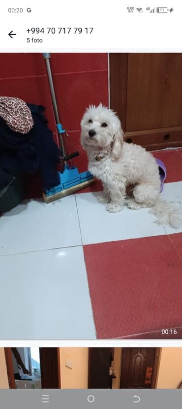 Cins: Kiçik ölçülü, ağ tüklü dekorativ it (toy tipli) Ölçü və quruluş lalafo.az -da Cins: Kiçik ölçülü, ağ tüklü dekorativ it (toy tipli) Ölçü və quruluş