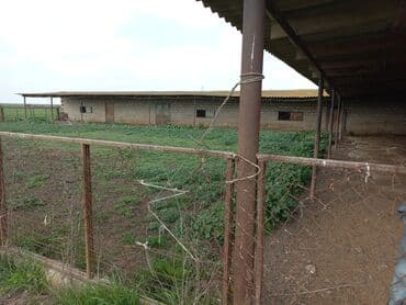 Kənd təsərrüfatı lalafo.az -da Kənd təsərrüfatı