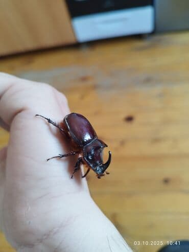 Kerkadan boceyi satilir tek 1 eded dir lalafo.az -da Kerkadan boceyi satilir tek 1 eded dir