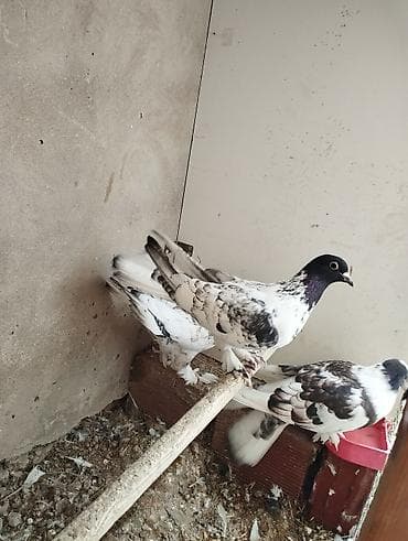 Növ: Ev göyərçinləri (bəzək və uçuş üçün) Rəng və naxış: Ağ əsaslı lalafo.az -da Növ: Ev göyərçinləri (bəzək və uçuş üçün) Rəng və naxış: Ağ əsaslı