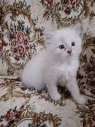 Şinşilla, Erkək, Yaxşı əllərə, Ödənişli çatdırılma lalafo.az -da Şinşilla, Erkək, Yaxşı əllərə, Ödənişli çatdırılma