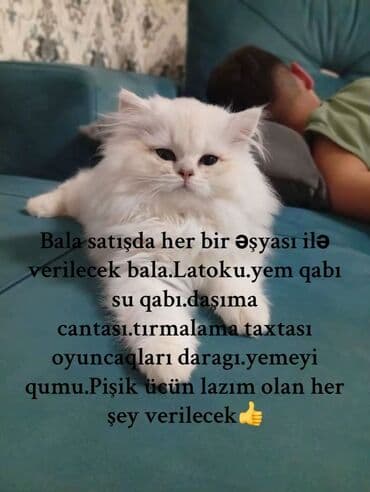 Britan, Erkək lalafo.az -da Britan, Erkək