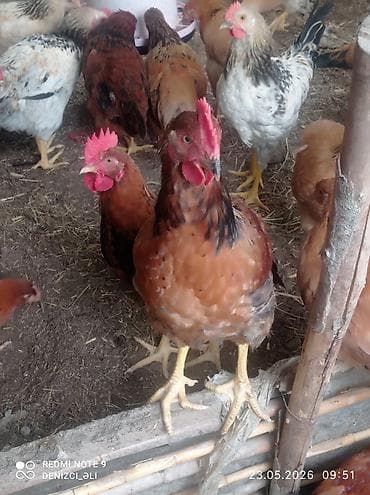 Salam bu gorduyunuz lider sortu HEM ETLIK HEMDE YUMRTALIGUCUN lalafo.az -da Salam bu gorduyunuz lider sortu HEM ETLIK HEMDE YUMRTALIGUCUN