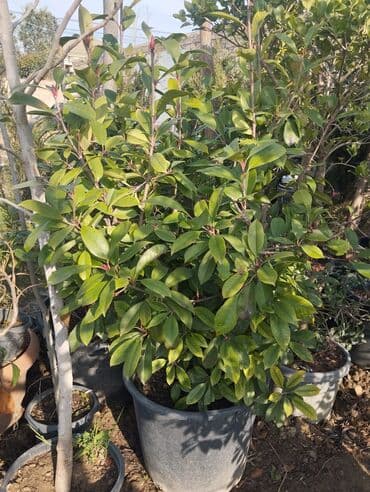 Бусы: Bağ və landşaft üçün qapalı qablarda əkilmiş dekorativ bitkilər - at lalafo.az — 2 Бусы: Bağ və landşaft üçün qapalı qablarda əkilmiş dekorativ bitkilər - — 2