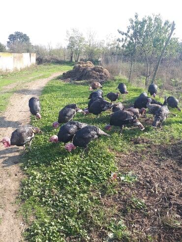 Erkək, Damazlıq, Ünvandan götürmə lalafo.az -da Erkək, Damazlıq, Ünvandan götürmə