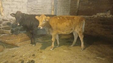 2 baş dişi danalar satılır,bir başı 1200 manatdı. Ünvan Şəki: Əlaqə lalafo.az -da 2 baş dişi danalar satılır,bir başı 1200 manatdı. Ünvan Şəki: Əlaqə