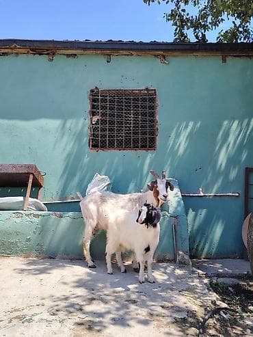 Dişi, Zanen, il: 1, 60 kq, Damazlıq, Pulsuz çatdırılma lalafo.az -da Dişi, Zanen, il: 1, 60 kq, Damazlıq, Pulsuz çatdırılma