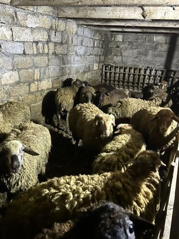 3 ay bordağ saxlanmış toxlulardı 9 aylıqdır diri çəki 9,50 Azn lalafo.az -da 3 ay bordağ saxlanmış toxlulardı 9 aylıqdır diri çəki 9,50 Azn