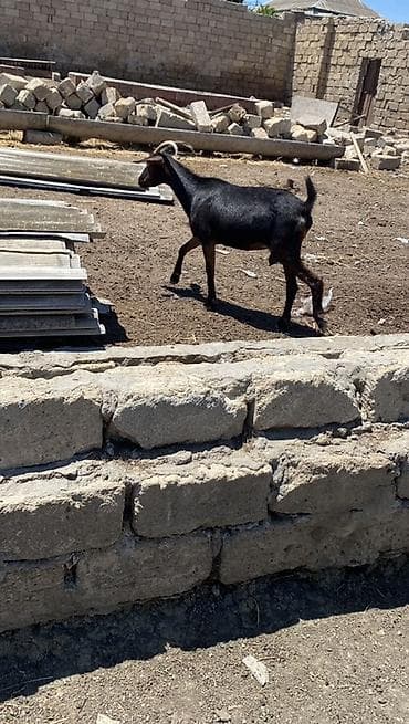 Kök küver 1 qarin dogub çepiş dişderi agzindadi temiz eti 15 kilo lalafo.az -da Kök küver 1 qarin dogub çepiş dişderi agzindadi temiz eti 15 kilo