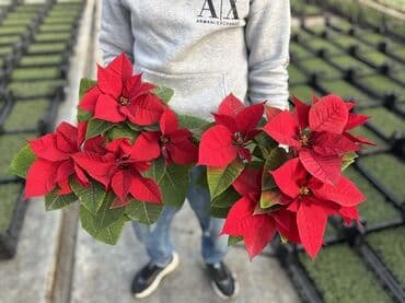 Bitki dərmanları: Atatürk gülləri qiymət çəhrayı ağlar kiçik ölçülər 12azn böyüklər lalafo.az -da — 1 Bitki dərmanları: Atatürk gülləri qiymət çəhrayı ağlar kiçik ölçülər 12azn böyüklər — 1