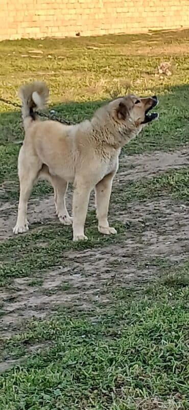 İt – iri cüssəli, qum rəngli, qalın yunu və qıvrıq quyruğu ilə. Güclü lalafo.az -da İt – iri cüssəli, qum rəngli, qalın yunu və qıvrıq quyruğu ilə. Güclü