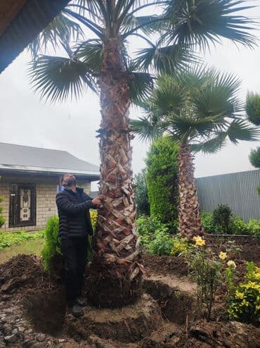 Palma Vaşinqton ən ucuz qiymətlər. 300 ədəd 3 metrdən 8 metreye kimi lalafo.az -da Palma Vaşinqton ən ucuz qiymətlər. 300 ədəd 3 metrdən 8 metreye kimi