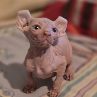 Sfinks, Dişi, Ünvandan götürmə lalafo.az -da Sfinks, Dişi, Ünvandan götürmə