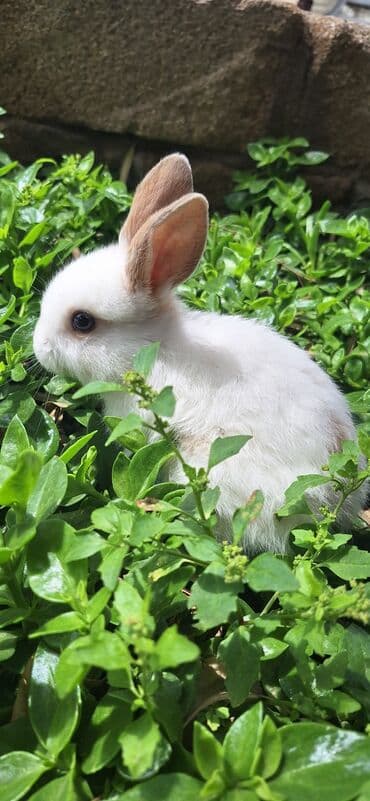 Dekorativ dovsanlar biri 15 azn lalafo.az -da Dekorativ dovsanlar biri 15 azn