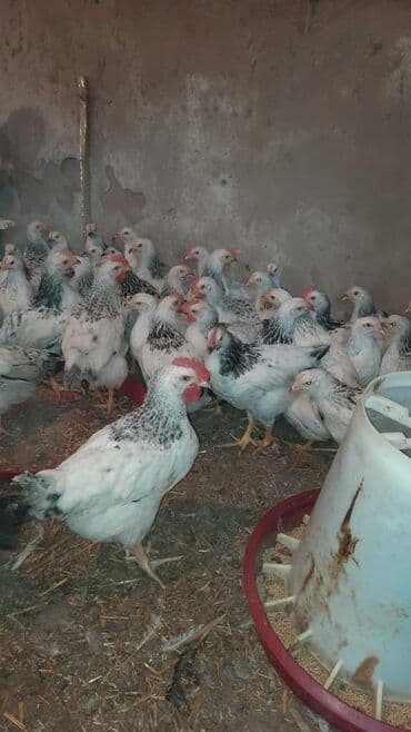 Məhsul: Yerli təsərrüfatdan ət və yumurta istiqamətli cücələr/toyuqlar lalafo.az -da Məhsul: Yerli təsərrüfatdan ət və yumurta istiqamətli cücələr/toyuqlar