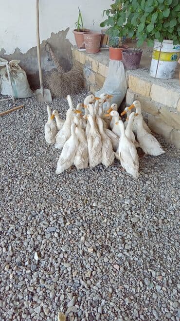 Salam.Kuban ordeklari satilir.biri 14 manat.Hamsinia alana 12 manatdan lalafo.az -da Salam.Kuban ordeklari satilir.biri 14 manat.Hamsinia alana 12 manatdan