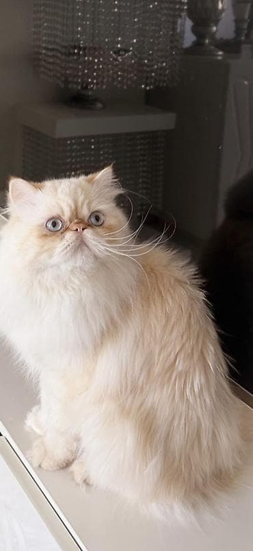 Fars, Erkək, Cütləşmə üçün lalafo.az -da Fars, Erkək, Cütləşmə üçün