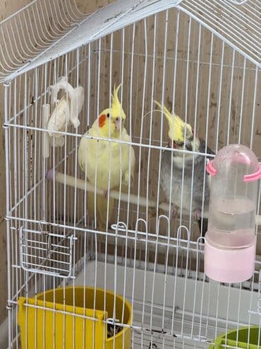 ❇️2 eded KARELLA papuqayi qefesle birlikde satilir. Unvan Ceyranbatan lalafo.az -da ❇️2 eded KARELLA papuqayi qefesle birlikde satilir. Unvan Ceyranbatan