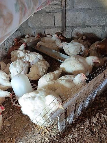 Toyuq, Broyler, Ətlik, Ünvandan götürmə lalafo.az -da Toyuq, Broyler, Ətlik, Ünvandan götürmə