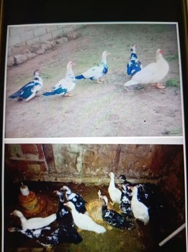 Lal ördəy satılır hamısı bir yerdə satılır sayları:17 dənədi real lalafo.az -da Lal ördəy satılır hamısı bir yerdə satılır sayları:17 dənədi real