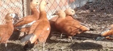 Məhsul: Qırmızı ördək (Tadorna ferruginea) – dekorativ su quşları lalafo.az -da Məhsul: Qırmızı ördək (Tadorna ferruginea) – dekorativ su quşları