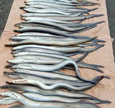 Salam ilan balığı sifarişlə rayondan gəlir ümumi balıq hinduşka lalafo.az -da Salam ilan balığı sifarişlə rayondan gəlir ümumi balıq hinduşka