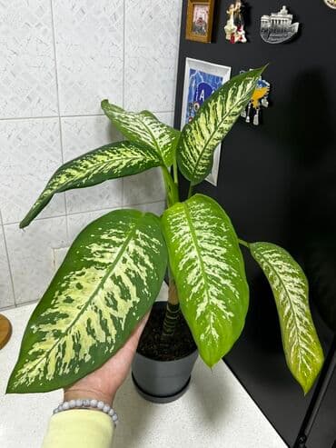 Удобрения: Dieffenbachia (kamış diffenbaxiya) – dekorativ yarpaqlı otaq bitkisi at lalafo.az — 5 Удобрения: Dieffenbachia (kamış diffenbaxiya) – dekorativ yarpaqlı otaq bitkisi — 5