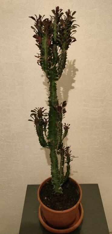 Eforbiya trigona (Afrika süd ağacı) – dekorativ sukulent - Bitki lalafo.az -da Eforbiya trigona (Afrika süd ağacı) – dekorativ sukulent - Bitki