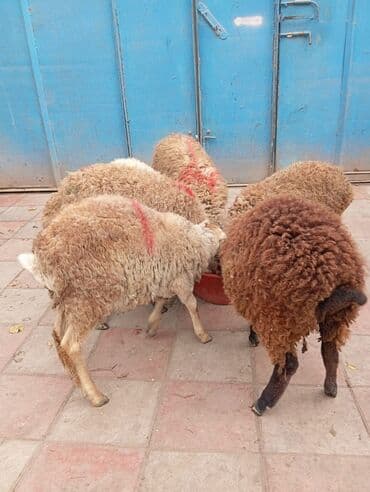 Məhsul: Qoyunlar (qarışıq rəngli sürü) Təsvir: - Şəkildə bir neçə lalafo.az -da Məhsul: Qoyunlar (qarışıq rəngli sürü) Təsvir: - Şəkildə bir neçə