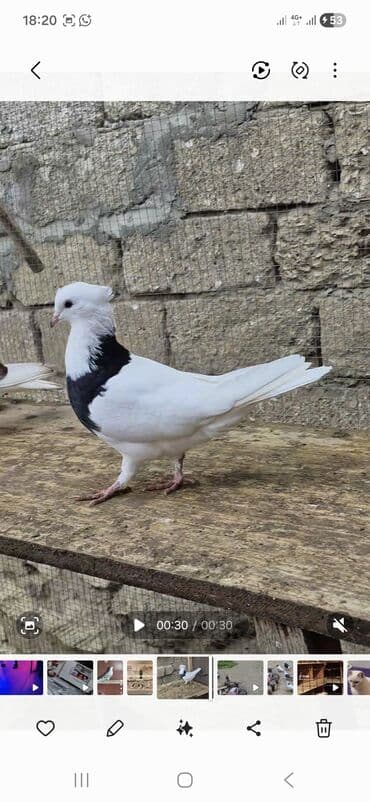 İran göyərçinləri satılır qiymətlər müxtəlifdi 15 manatdan 50 manata lalafo.az -da İran göyərçinləri satılır qiymətlər müxtəlifdi 15 manatdan 50 manata