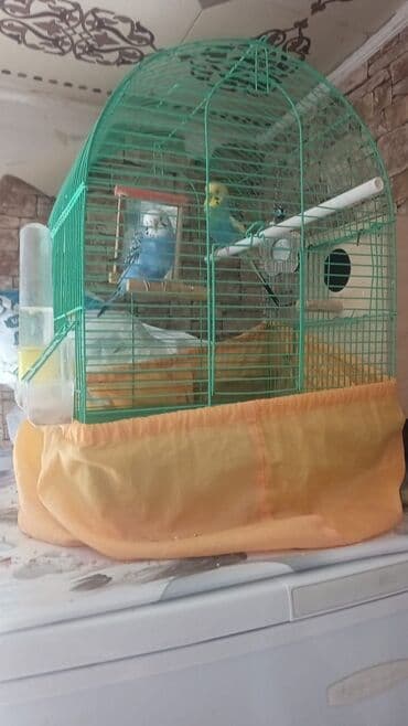 Yaşıl metal qəfəsdə cüt dalğıç (büdcəri) tutquşları komplekti lalafo.az -da Yaşıl metal qəfəsdə cüt dalğıç (büdcəri) tutquşları komplekti