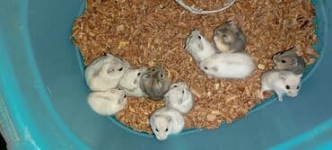 Cunqarik ağ və qarası var. Yeni balalardir. cunqarik təkağ 6₼ qara4₼ lalafo.az -da Cunqarik ağ və qarası var. Yeni balalardir. cunqarik təkağ 6₼ qara4₼