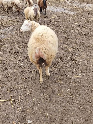 Qoça gələn görməmişəm lalafo.az -da Qoça gələn görməmişəm