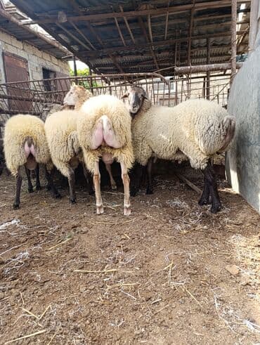 Salam heyvanlar qapı heyvan idi diri çəkisi 9 manatna kök heyvanlardır lalafo.az -da Salam heyvanlar qapı heyvan idi diri çəkisi 9 manatna kök heyvanlardır