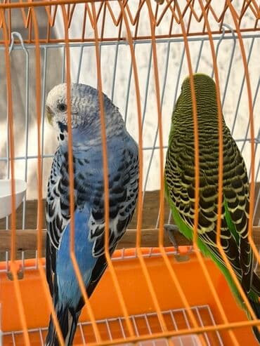 Лекарства для животных: Dalğalı iki cüt tutuquşular tam dəst qəfəs və yuvalıq ile bir yerde at lalafo.az — 4 Лекарства для животных: Dalğalı iki cüt tutuquşular tam dəst qəfəs və yuvalıq ile bir yerde — 4