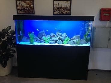 Akvarium servisi akvarium temizlenmesi 055 703 47 47 lalafo.az -da Akvarium servisi akvarium temizlenmesi 055 703 47 47